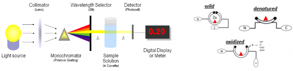 Spectrophotometer measurements to characterize the conformational state ...